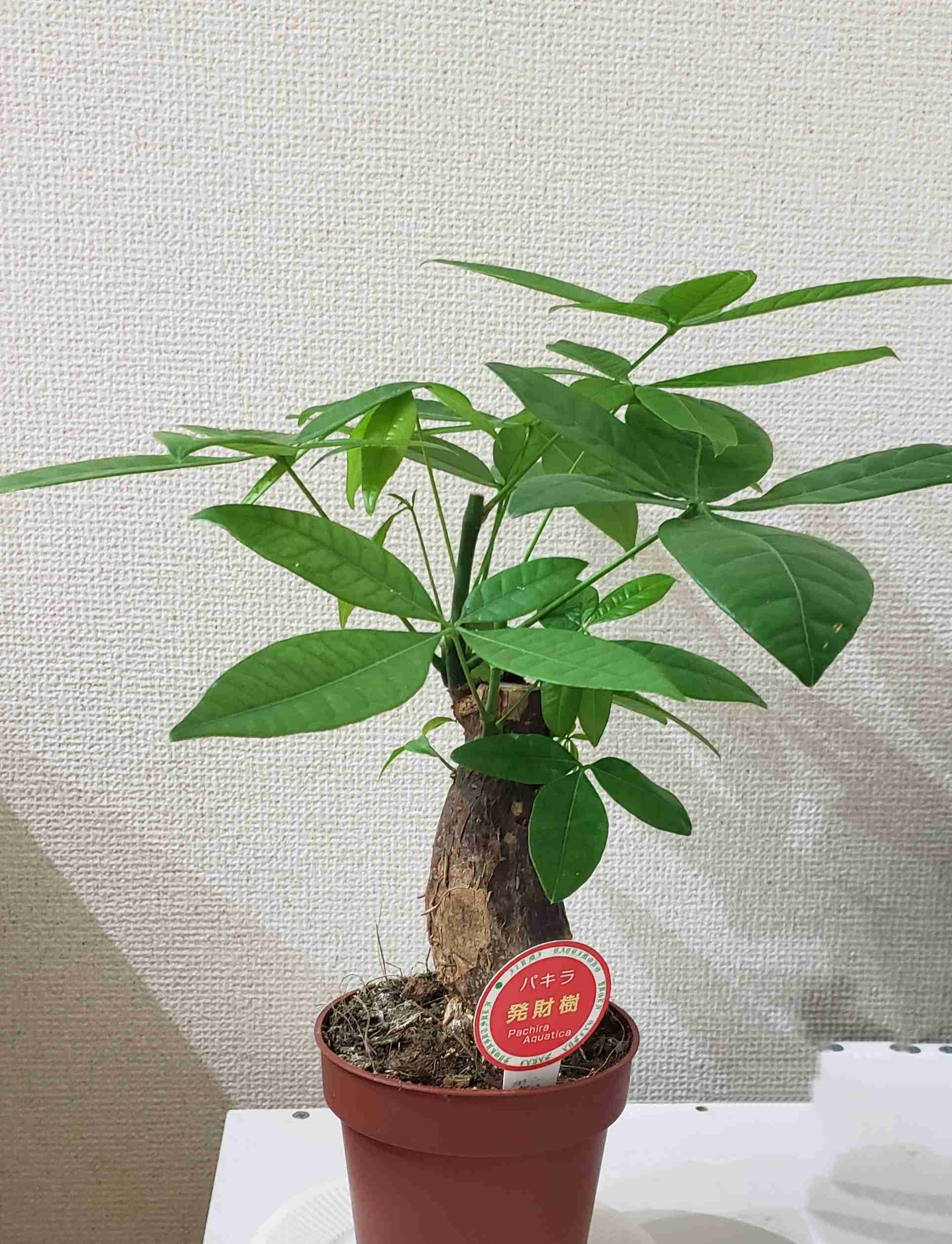 平日も雑談したい