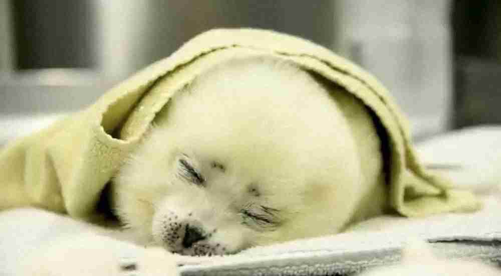 生理が来た時の気持ちを顔文字・絵文字・画像で表すと？