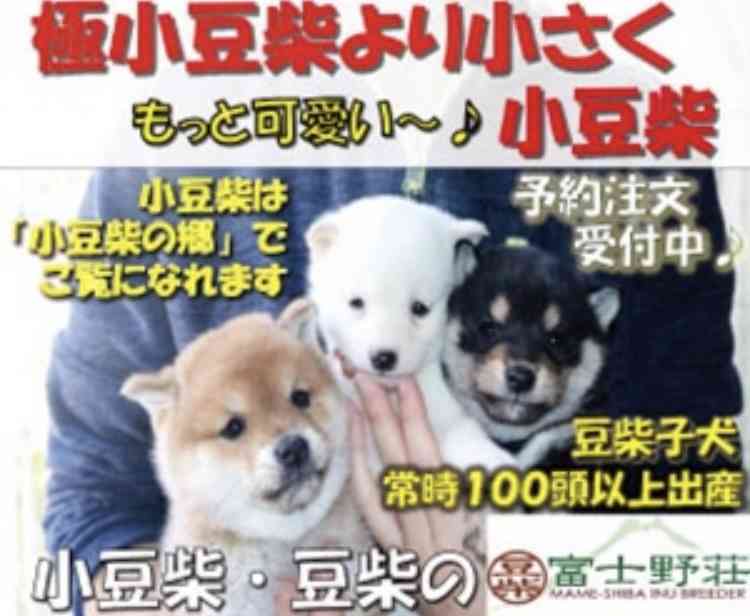 巣ごもりペット需要の一方で、飼育放棄も増加… 『その一目惚れ 迷惑です』に込められた思い