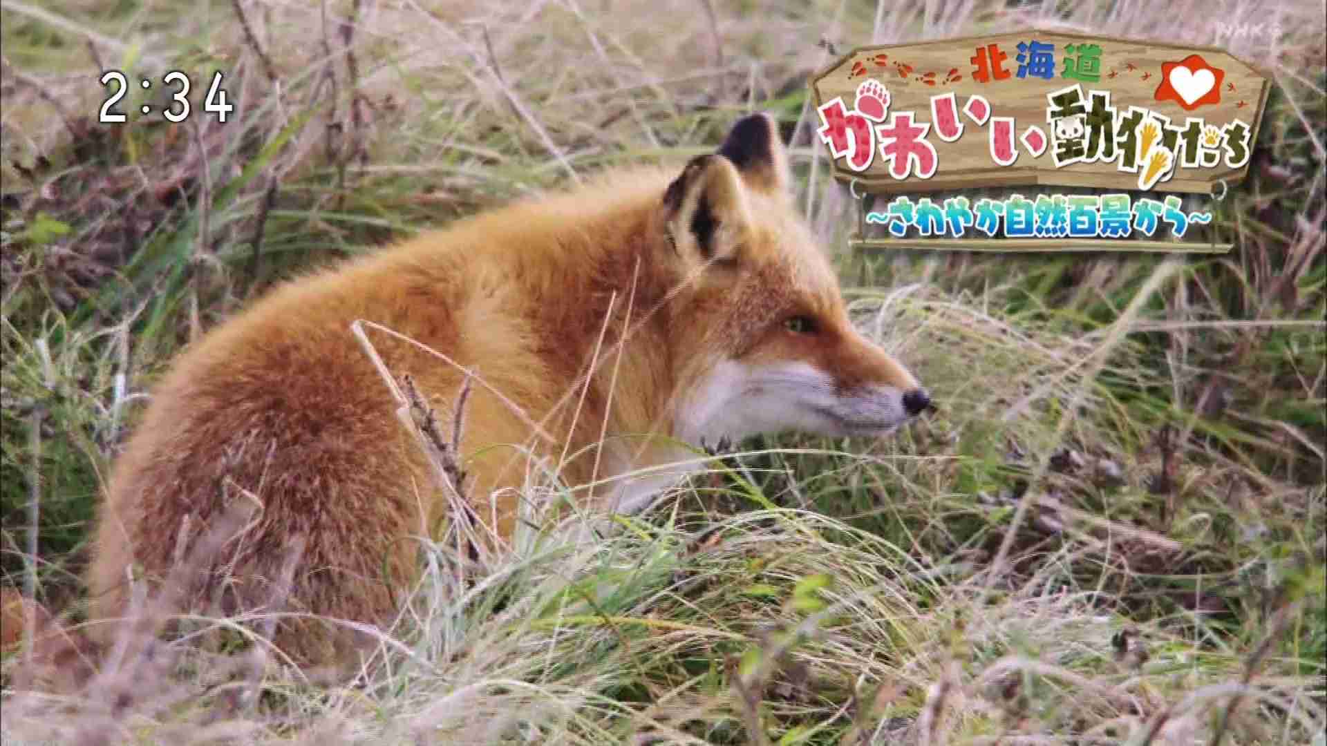 癒されたい時にすること