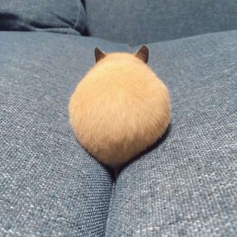 癒されたい時にすること
