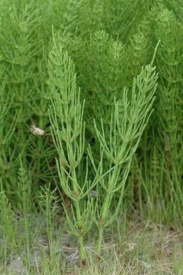 いつのまにか生えた植物　part3