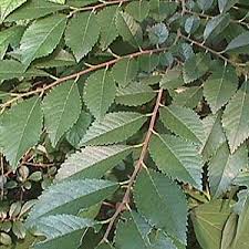 いつのまにか生えた植物　part3