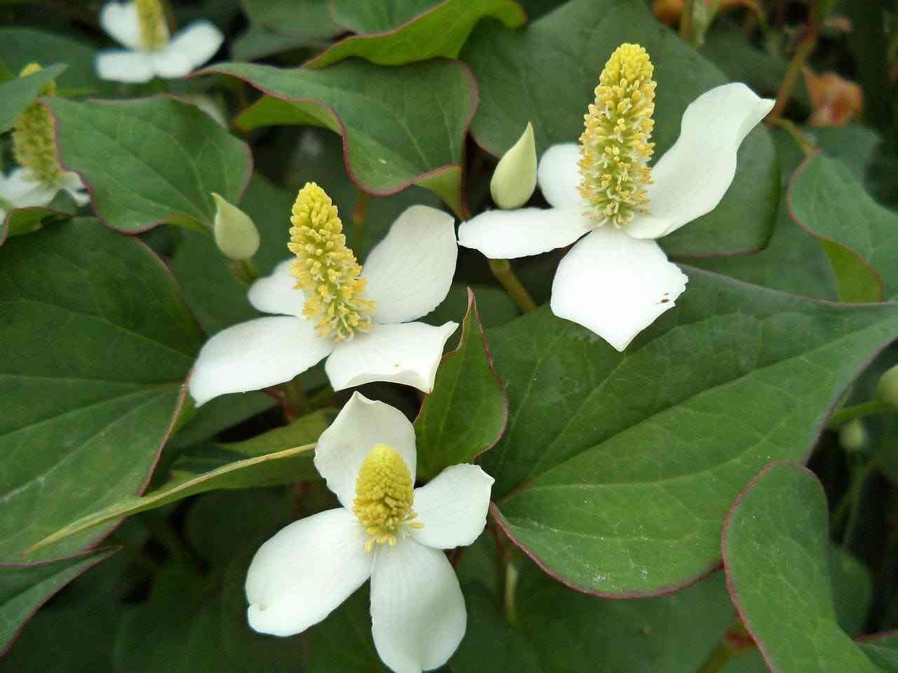 いつのまにか生えた植物　part3