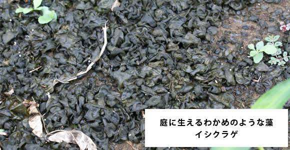 いつのまにか生えた植物　part3