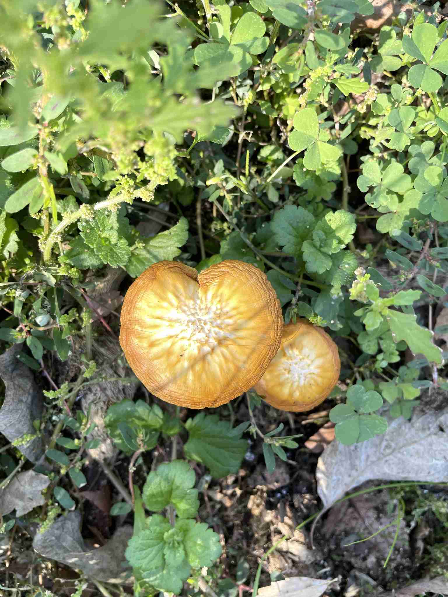 いつのまにか生えた植物　part3