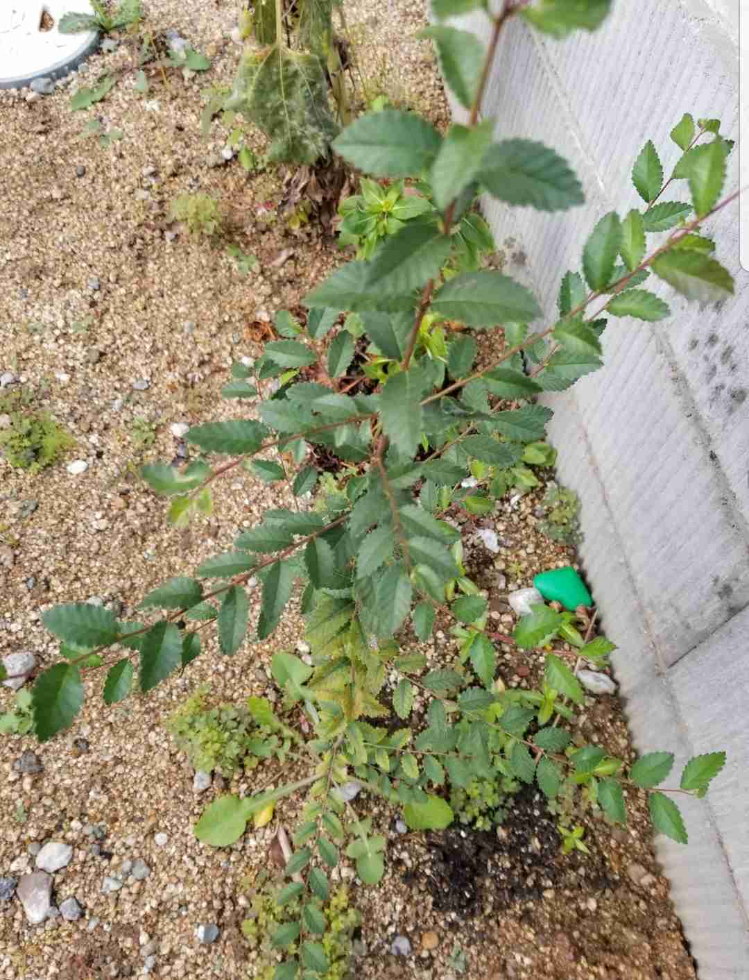 いつのまにか生えた植物　part3
