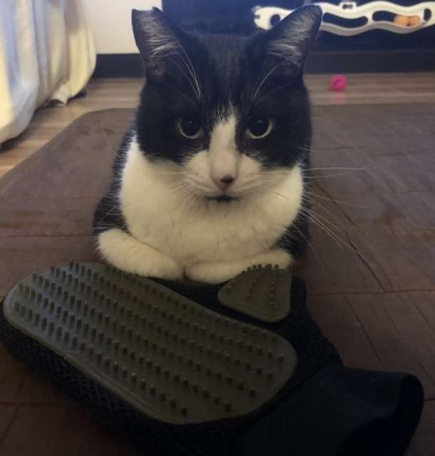 【身バレしない程度に】お宅の愛猫ちゃんを見せてください!part10