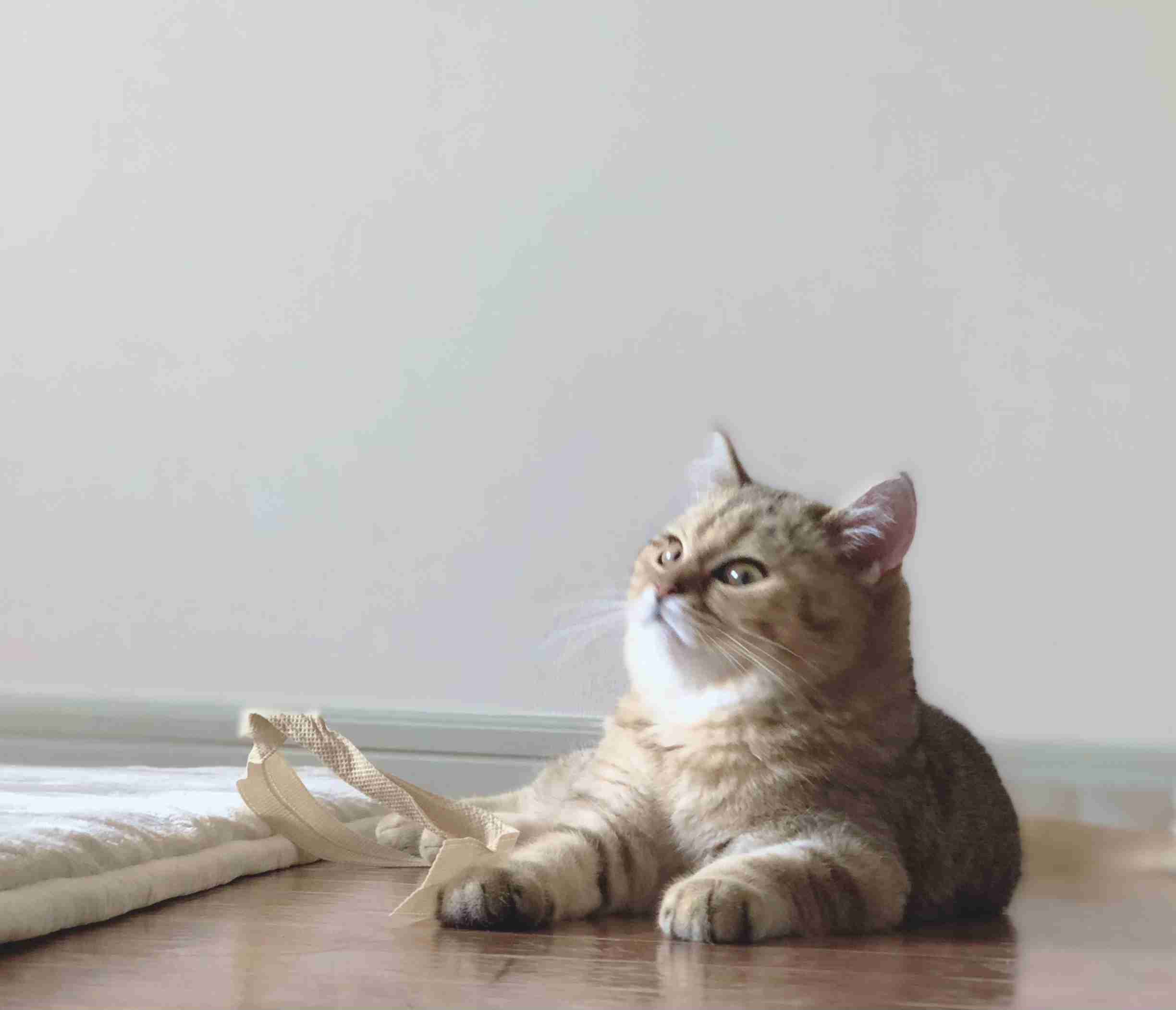 【身バレしない程度に】お宅の愛猫ちゃんを見せてください!part10