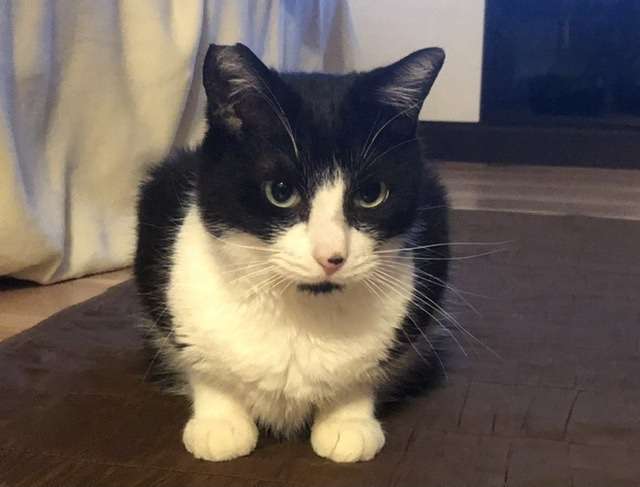 【身バレしない程度に】お宅の愛猫ちゃんを見せてください!part10