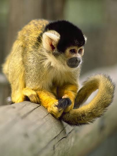 THE YELLOW MONKEYで好きな曲