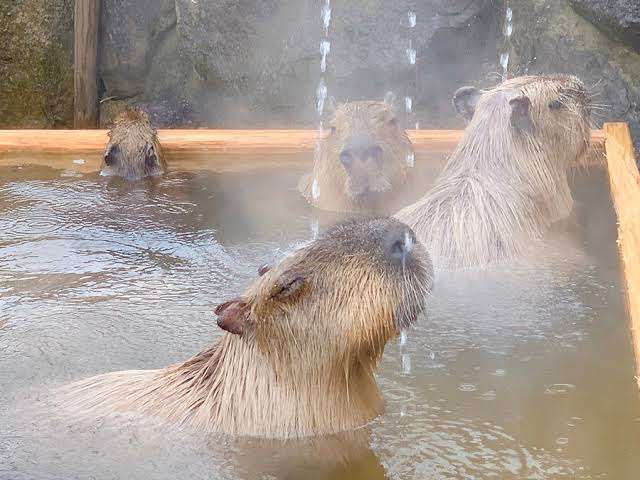 性差別?美少女キャラ「温泉むすめ」が物議→運営がサイト修正、「スカートめくり」「夜這い」等の設定は削除