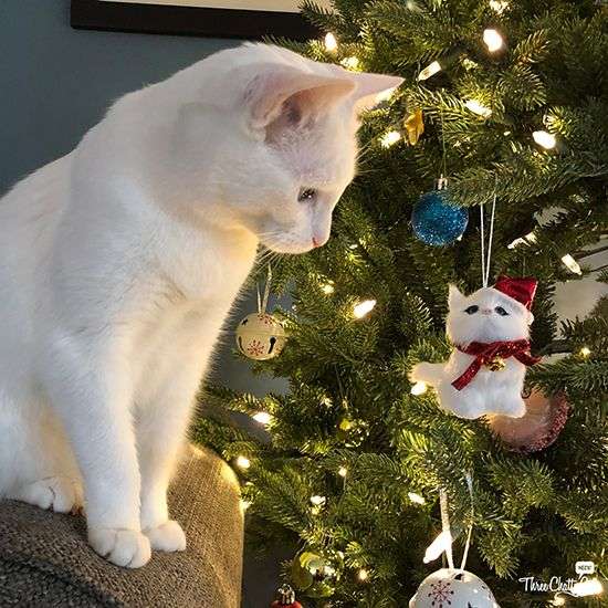 中学生、高校生の子供へのクリスマスプレゼント