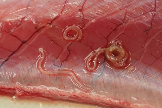 羅臼沖でサバが“異例の大漁”去年の水揚げの100倍超 秋サケ不漁の一方で漁師は「こんなの初めて」