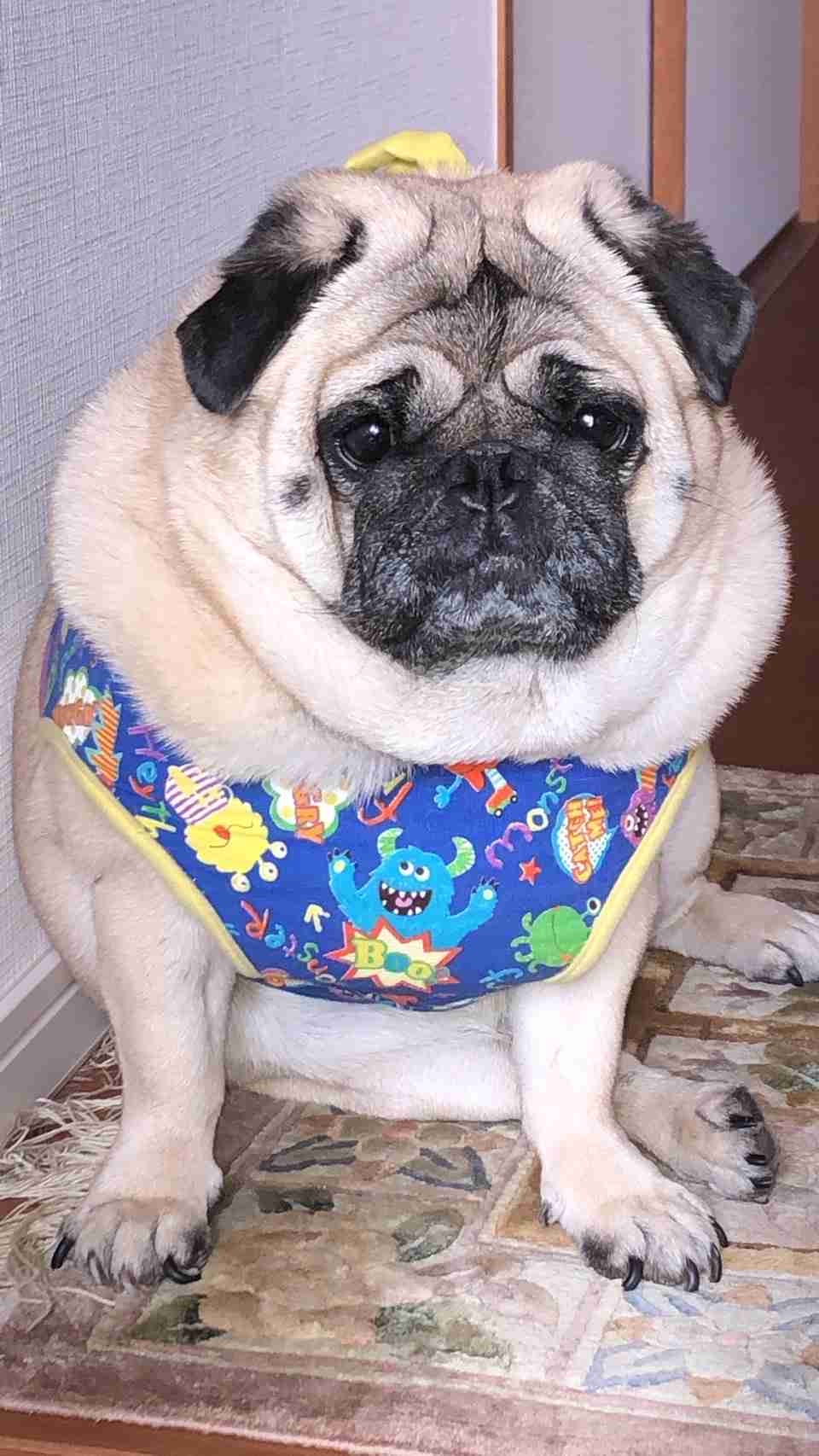 撮ったはいいけど誰にも見せられない写真を供養するトピ