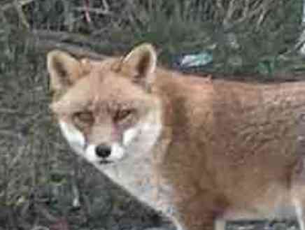 撮ったはいいけど誰にも見せられない写真を供養するトピ