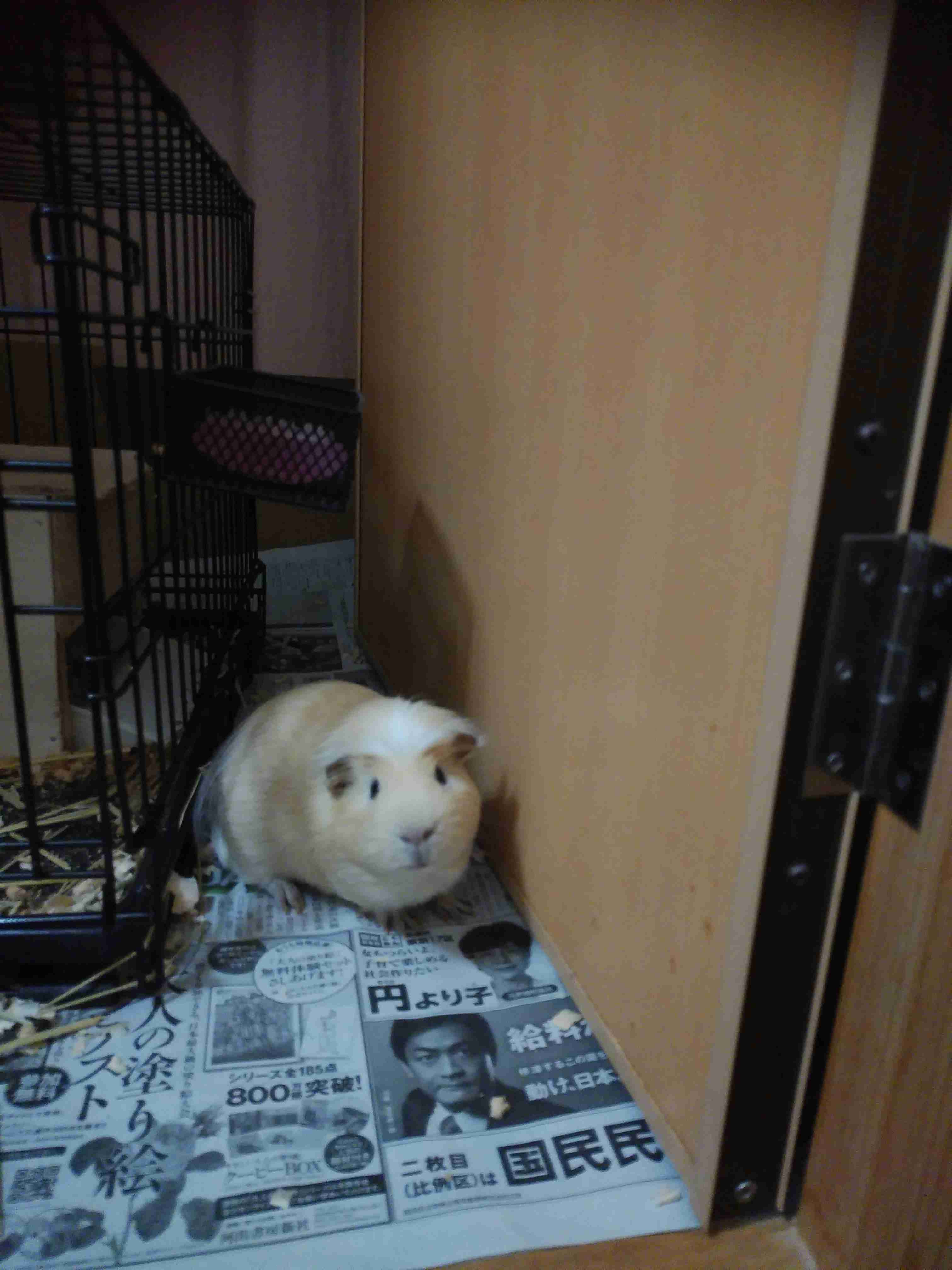 撮ったはいいけど誰にも見せられない写真を供養するトピ