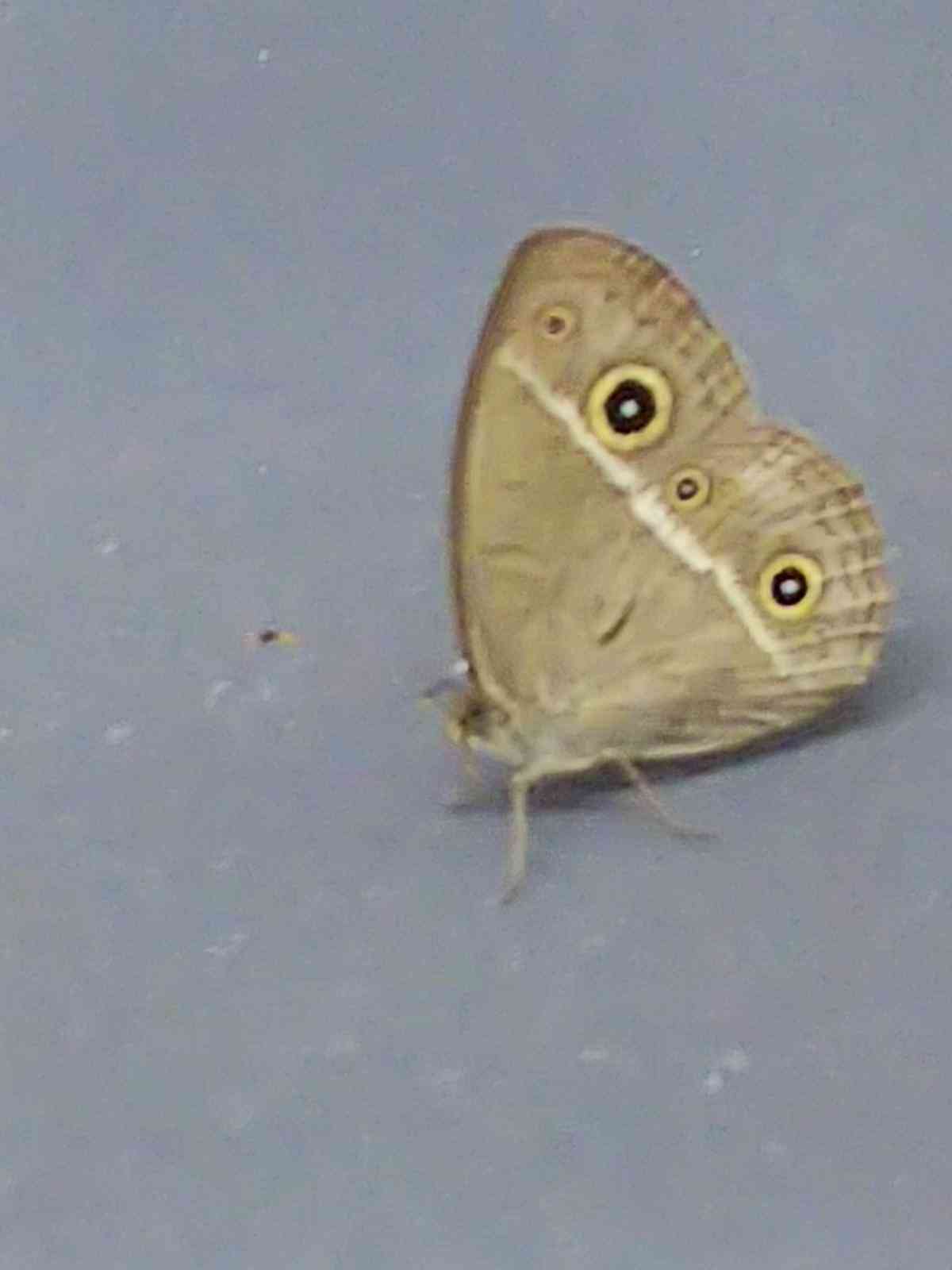 撮ったはいいけど誰にも見せられない写真を供養するトピ