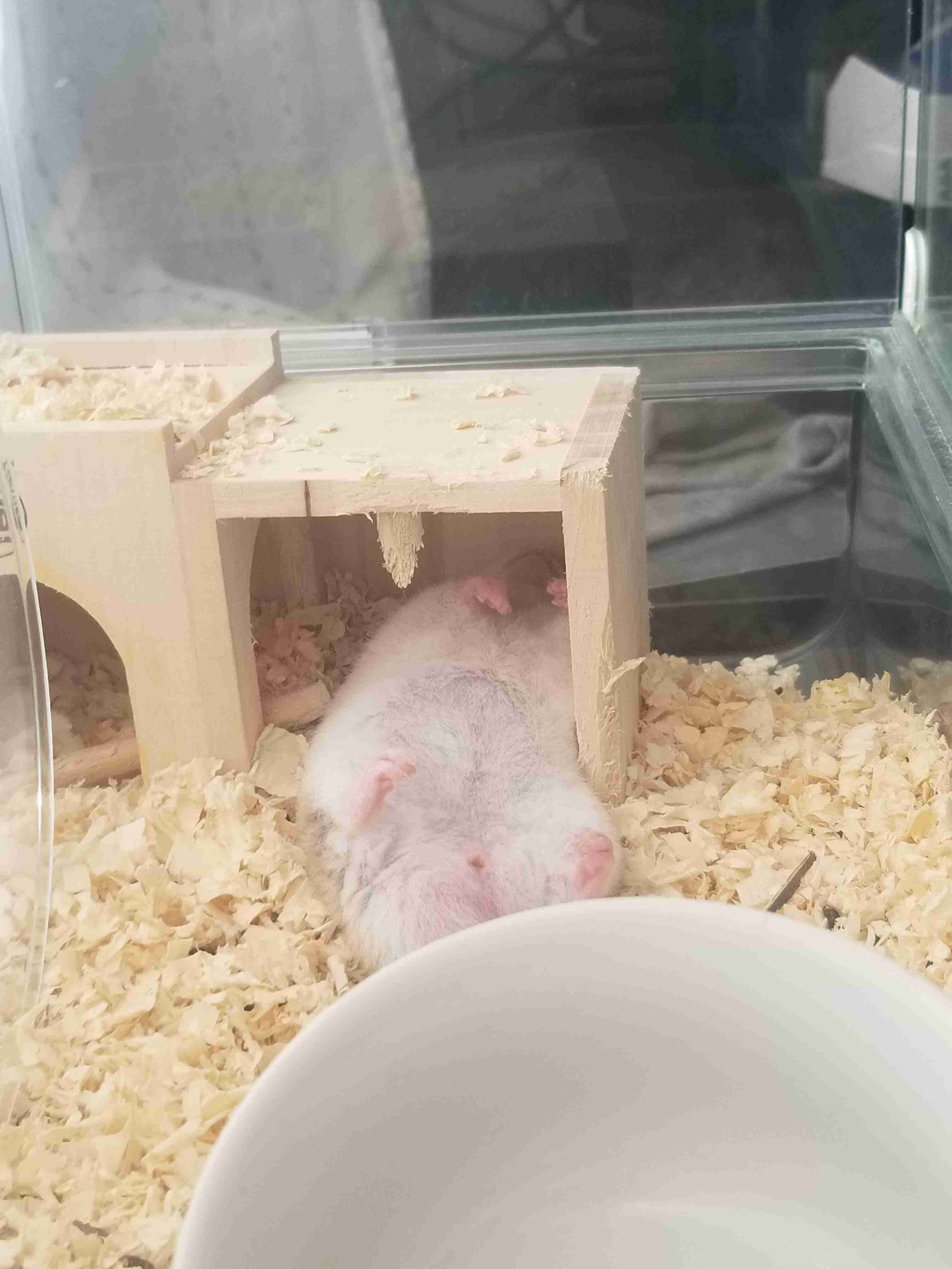 撮ったはいいけど誰にも見せられない写真を供養するトピ