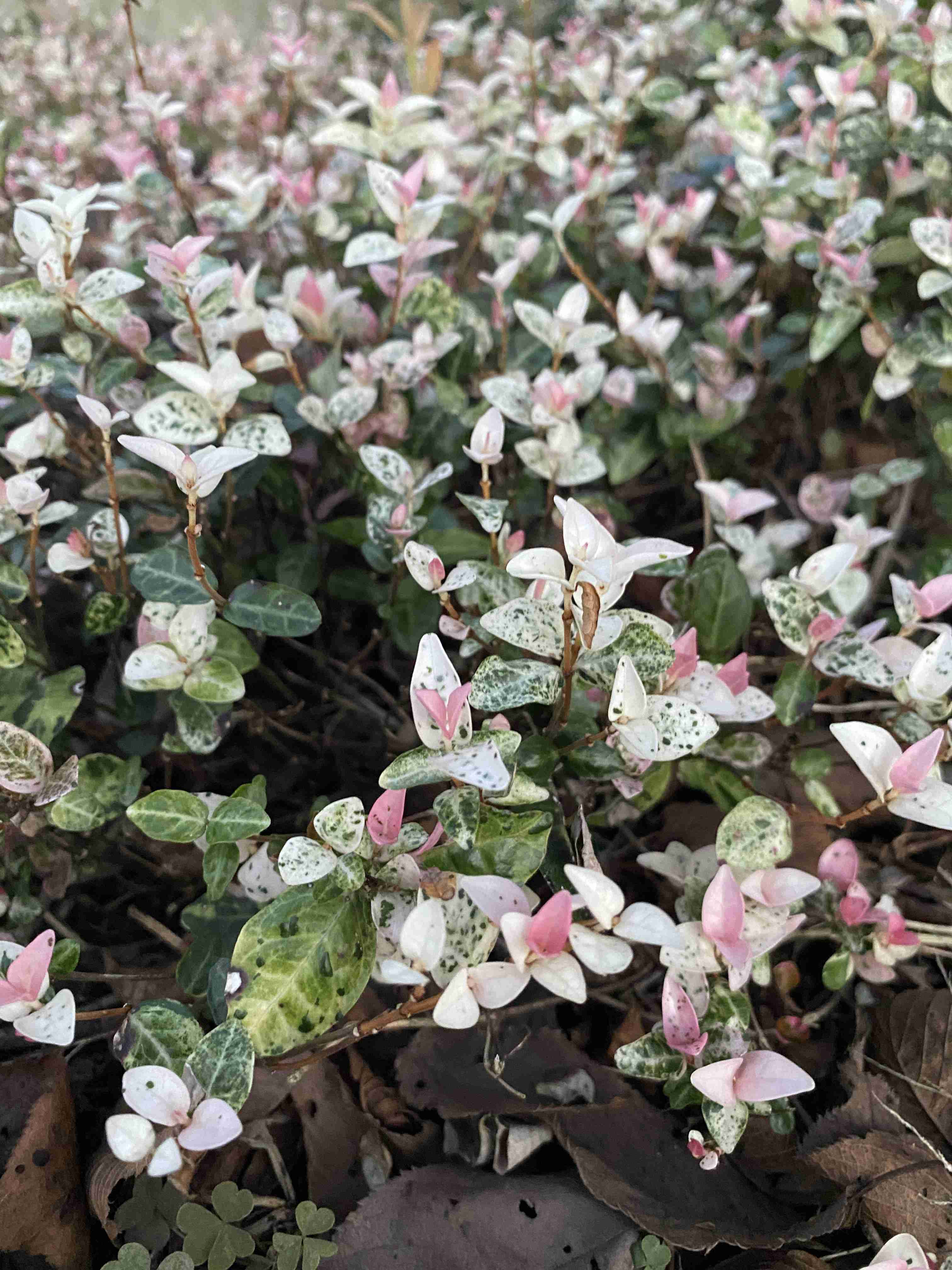 撮ったはいいけど誰にも見せられない写真を供養するトピ