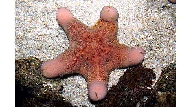 撮ったはいいけど誰にも見せられない写真を供養するトピ