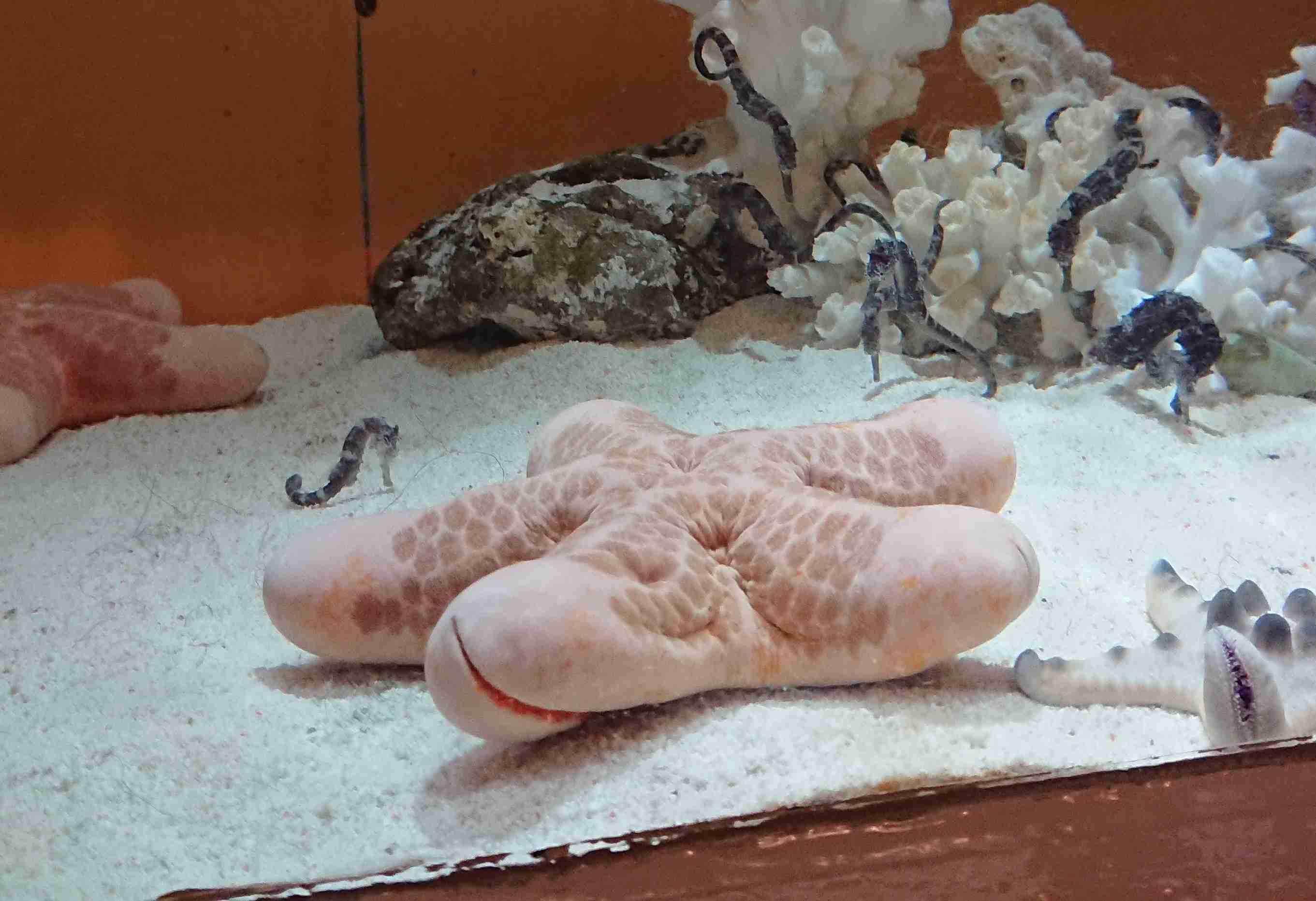 撮ったはいいけど誰にも見せられない写真を供養するトピ