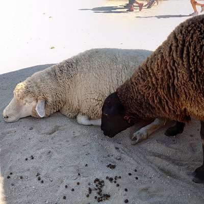 撮ったはいいけど誰にも見せられない写真を供養するトピ