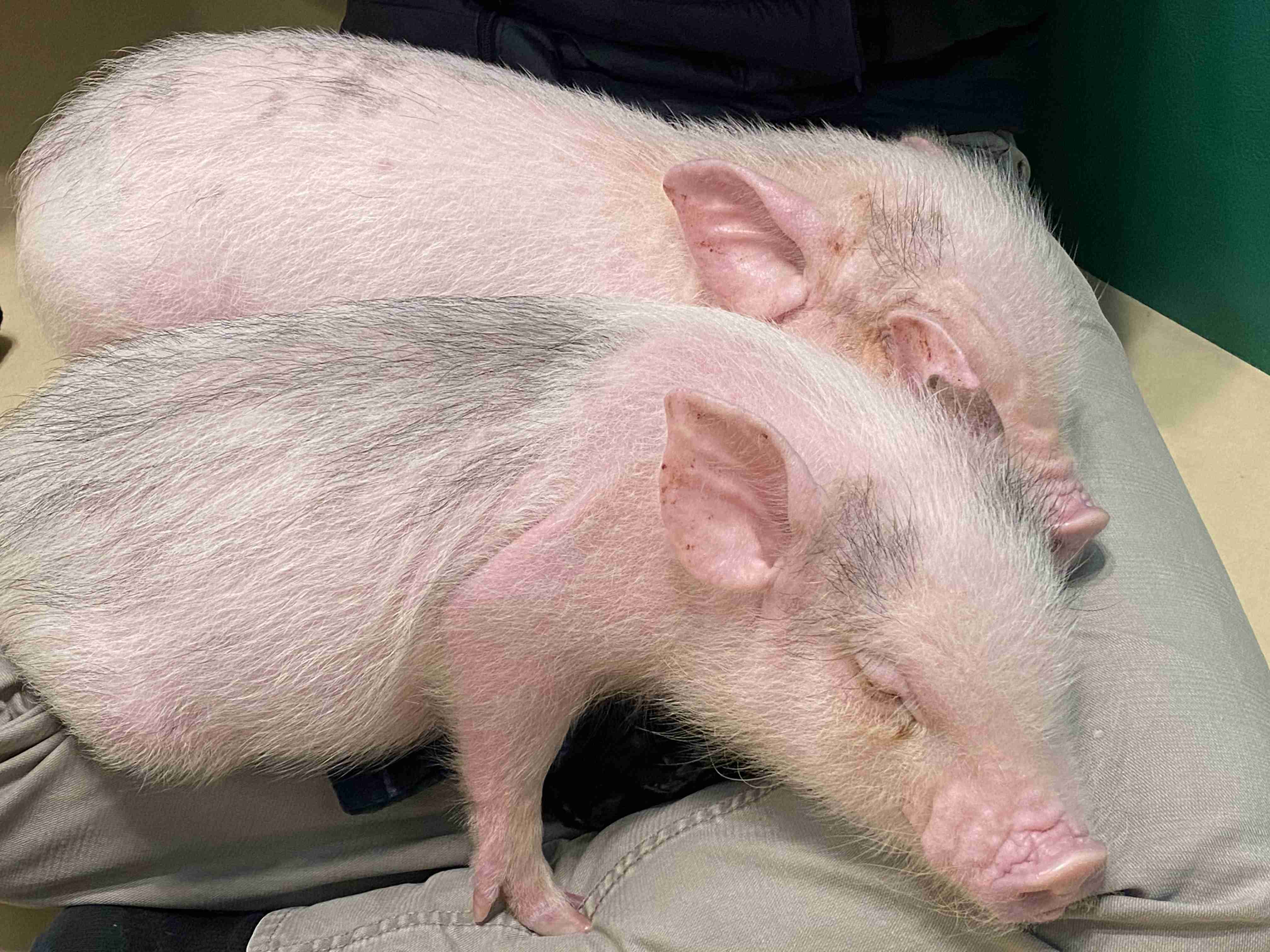 撮ったはいいけど誰にも見せられない写真を供養するトピ