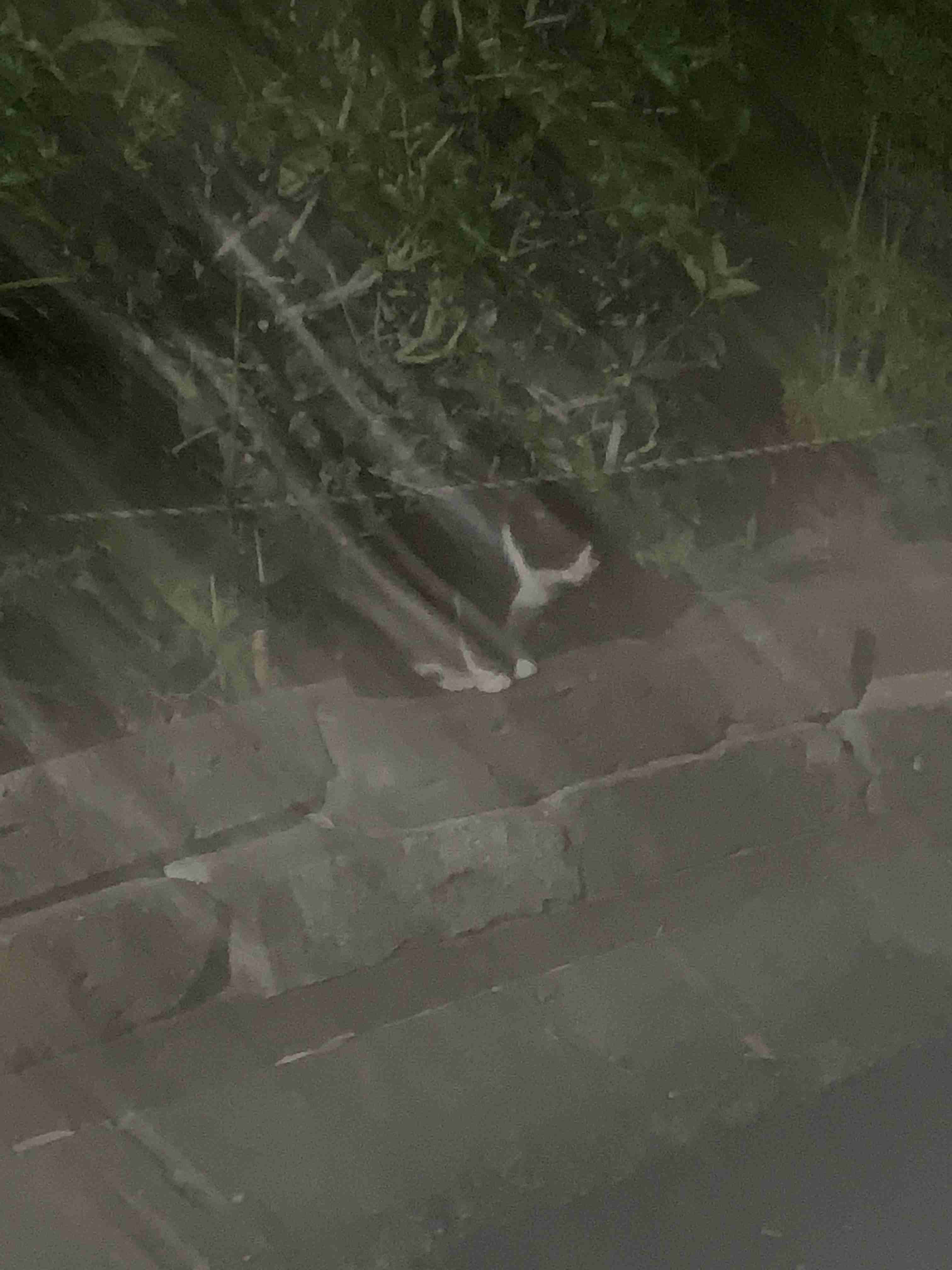 撮ったはいいけど誰にも見せられない写真を供養するトピ