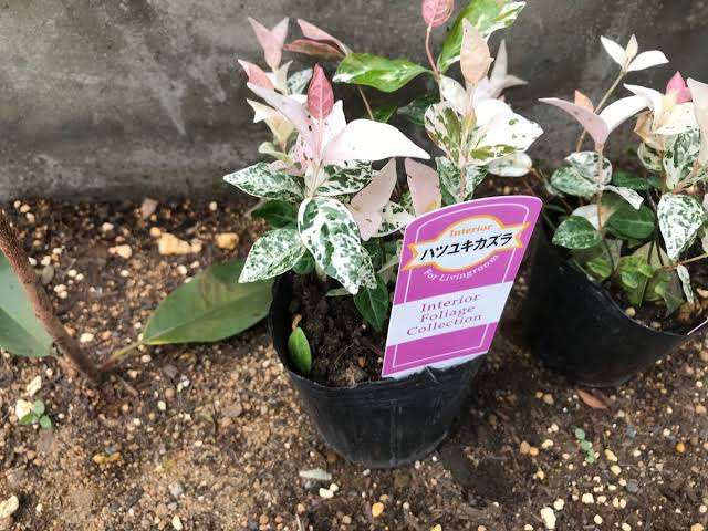 撮ったはいいけど誰にも見せられない写真を供養するトピ