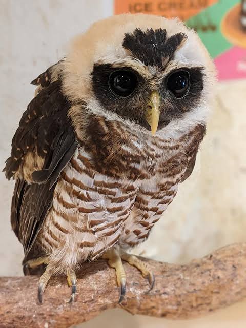 フクロウに癒されるトピ