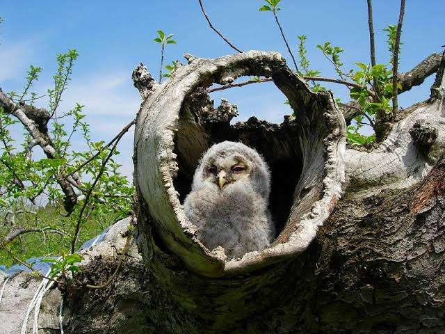 フクロウに癒されるトピ