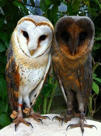 フクロウに癒されるトピ