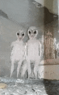 フクロウに癒されるトピ