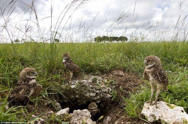 フクロウに癒されるトピ