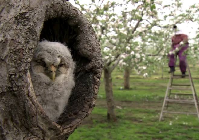 フクロウに癒されるトピ