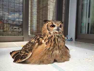 フクロウに癒されるトピ