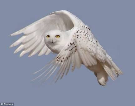 フクロウに癒されるトピ