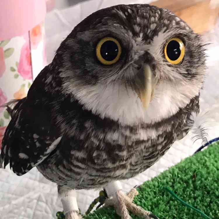 フクロウに癒されるトピ