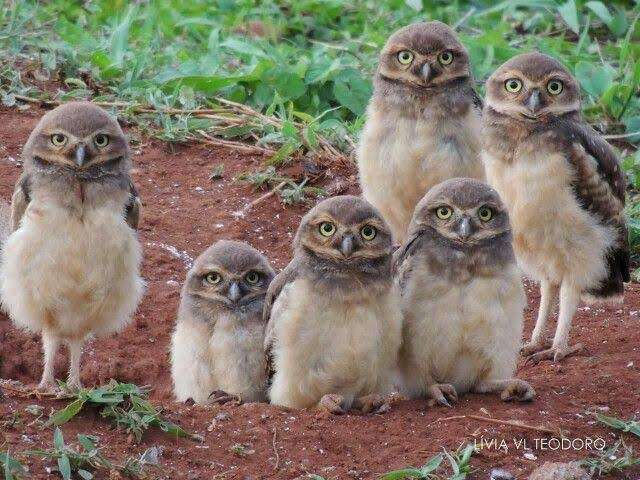 フクロウに癒されるトピ