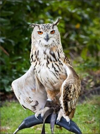 フクロウに癒されるトピ