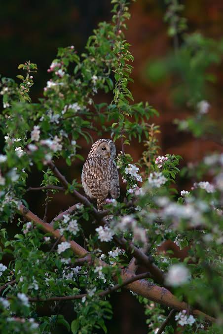 フクロウに癒されるトピ