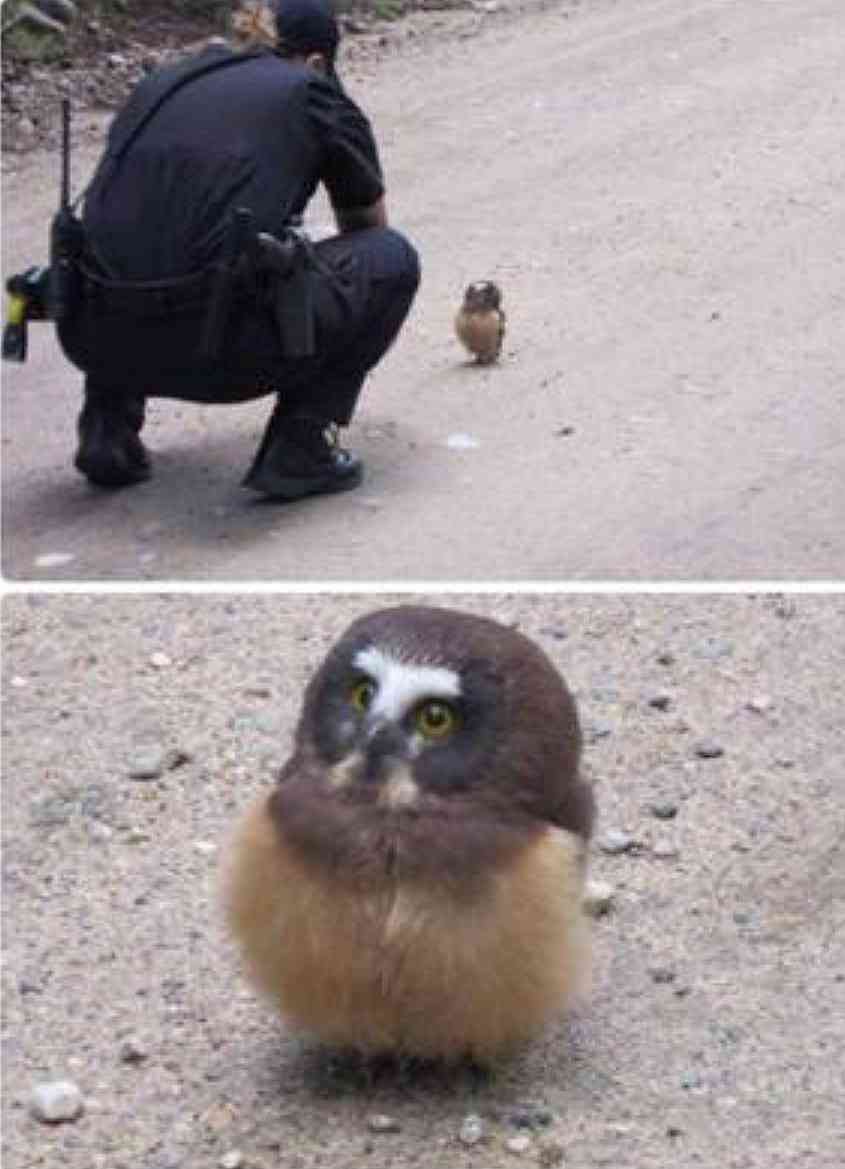 フクロウに癒されるトピ