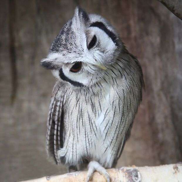 フクロウに癒されるトピ