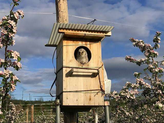 フクロウに癒されるトピ