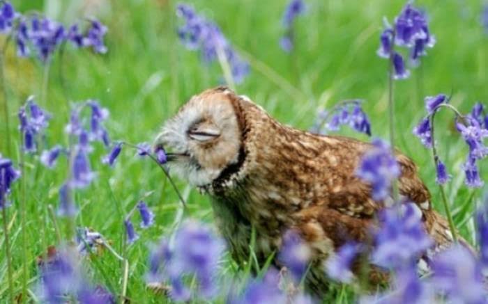 フクロウに癒されるトピ