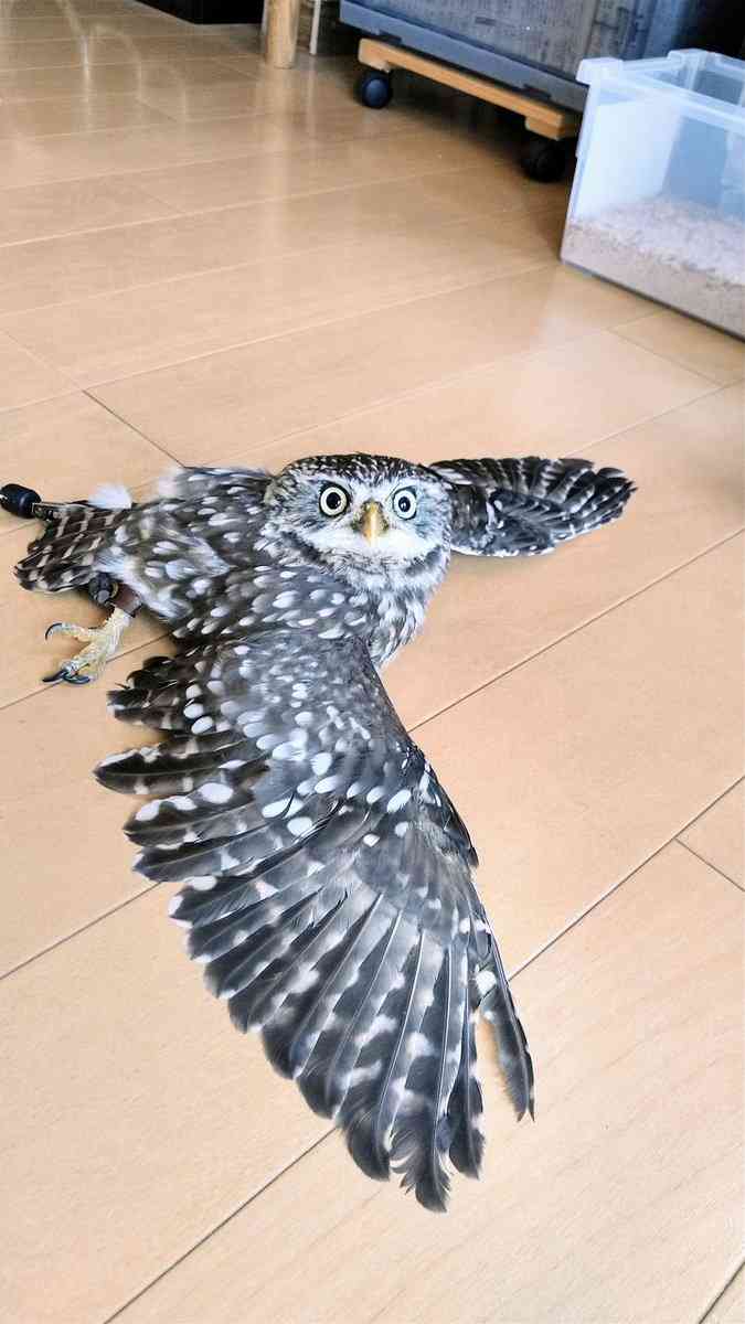 フクロウに癒されるトピ