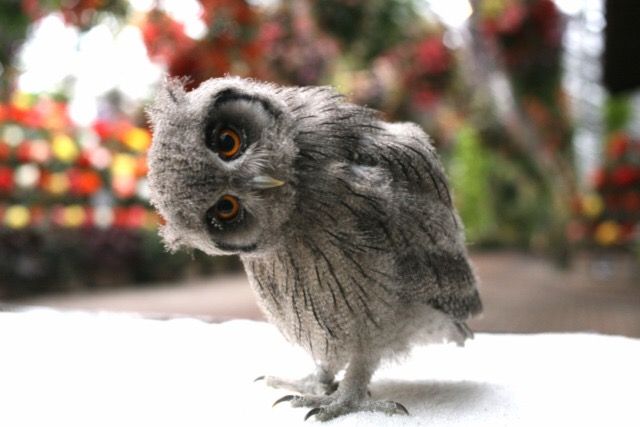 フクロウに癒されるトピ