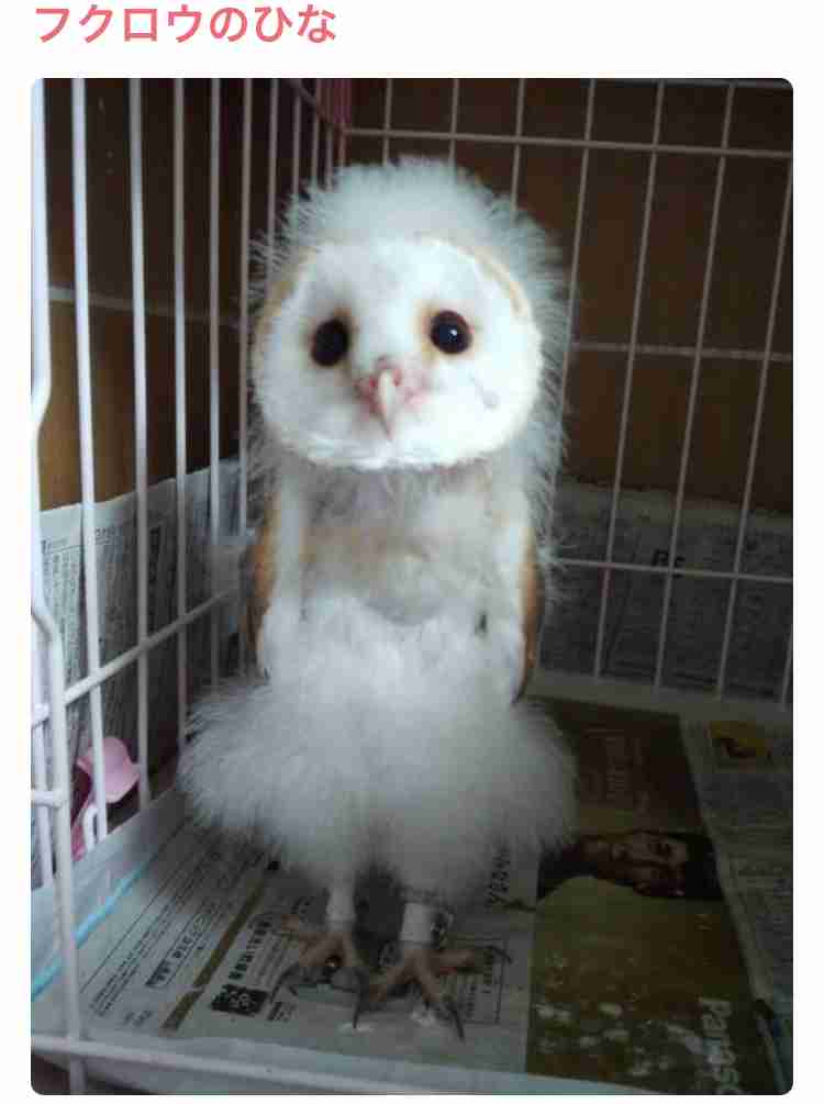 フクロウに癒されるトピ