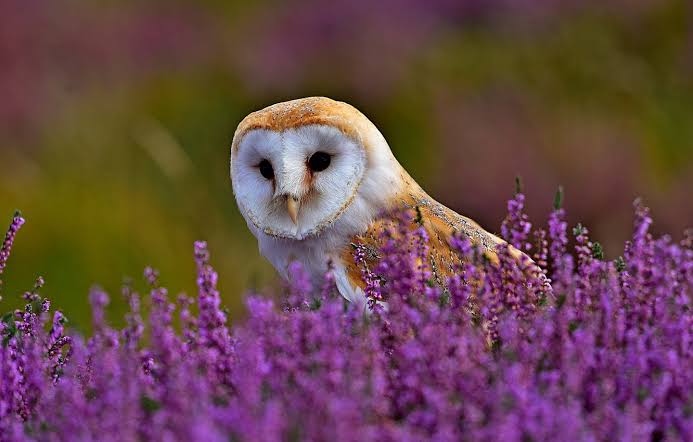 フクロウに癒されるトピ